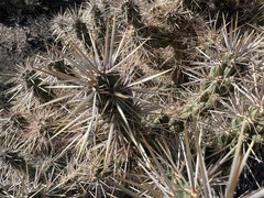 Cylindropuntia