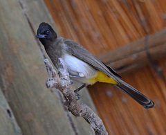 Pycnonotus barbatus tricolor