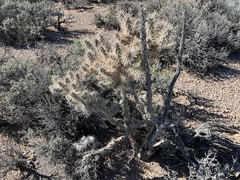 Cylindropuntia