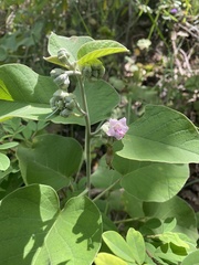 Argyreia osyrensis