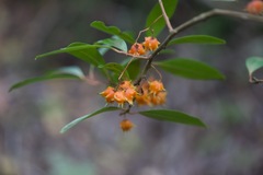 Pterocelastrus rostratus