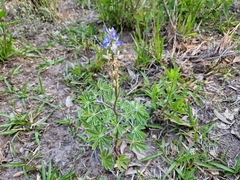 Lupinus gibertianus