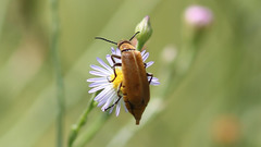 Epicauta callosa