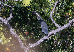 Ixobrychus flavicollis