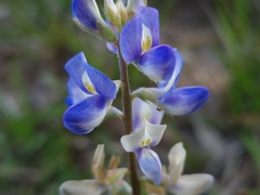 Lupinus gibertianus