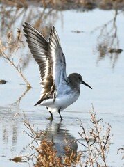 Calidris alpina
