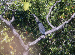 Ixobrychus flavicollis