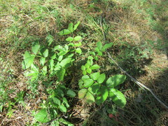 Potentilla fragarioides