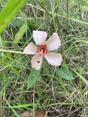 Abelmoschus sagittifolius