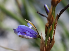 Aristea spiralis