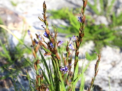Aristea spiralis