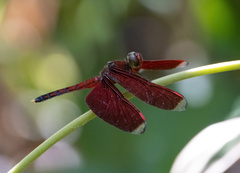 Neurothemis manadensis