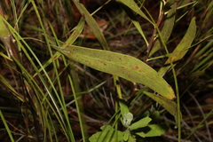 Persoonia falcata