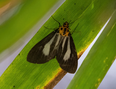 Asota