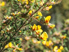 Pultenaea tarik
