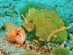 Neogastropoda