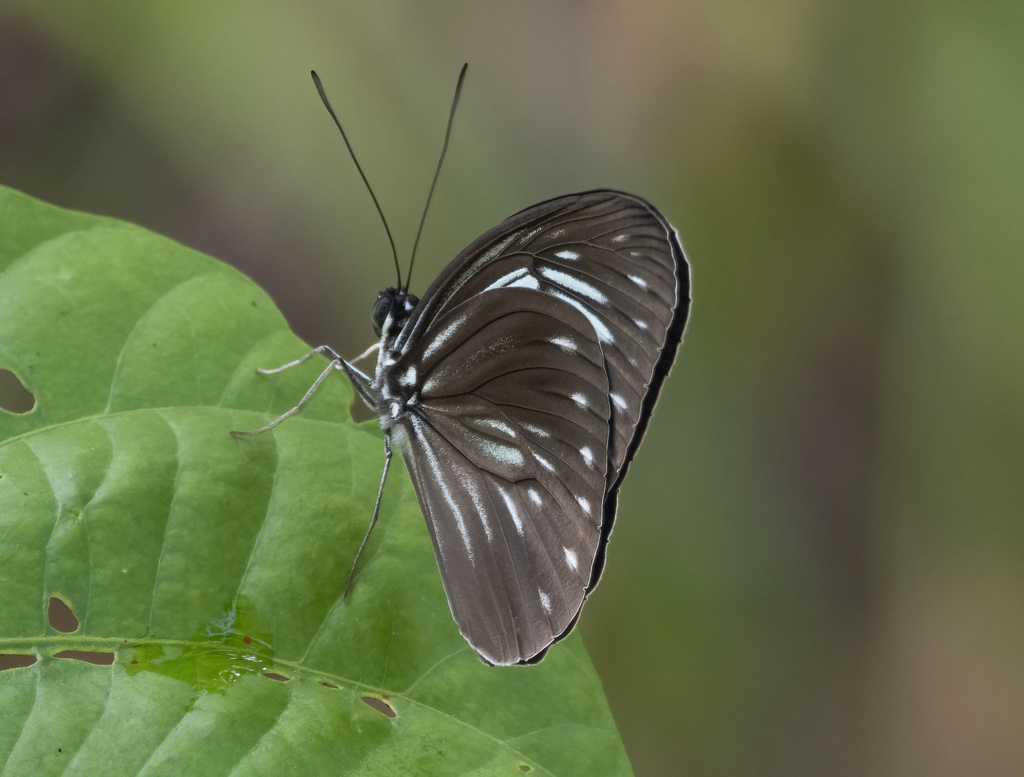 Pareronia argolis