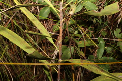 Persoonia falcata