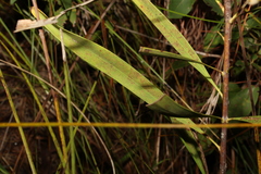 Persoonia falcata