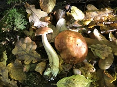 Leccinum aurantiacum