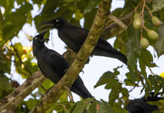 Corvus orru