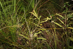 Persoonia falcata