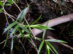 Freycinetia scandens