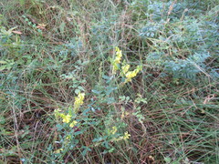 Melilotus suaveolens