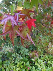 Liquidambar styraciflua