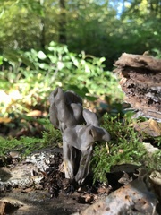 Helvella lacunosa