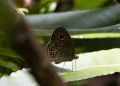 Ypthima stellera