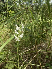 Habenaria malintana