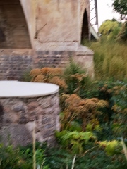 Heracleum mantegazzianum