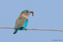 Coracias benghalensis