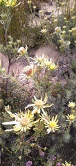 Leucadendron nitidum