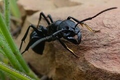 Streblognathus peetersi