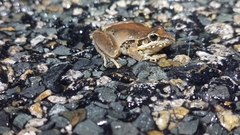 Litoria latopalmata