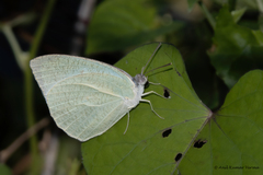 Catopsilia pyranthe