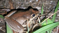 Litoria latopalmata