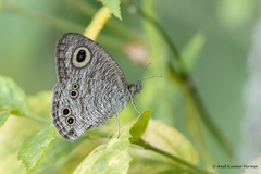 Ypthima baldus