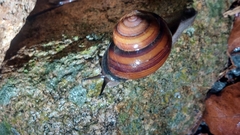 Sphaerospira fraseri