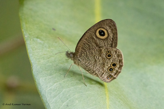 Ypthima baldus