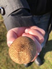 Lycoperdon nigrescens