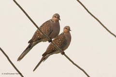 Streptopelia chinensis