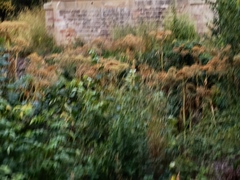 Heracleum mantegazzianum