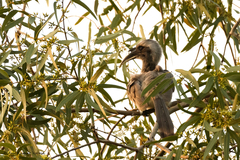 Ocyceros birostris