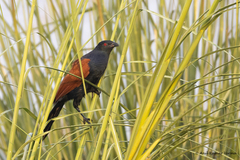 Centropus sinensis