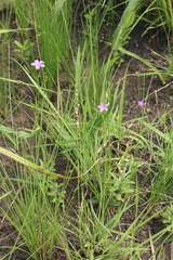 Wahlenbergia krebsii krebsii