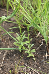 Wahlenbergia krebsii krebsii
