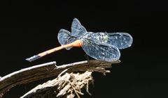 Agrionoptera insignis